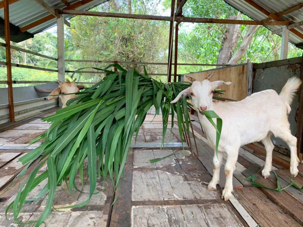 Sala Farm Goats